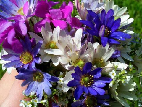 Bouquet