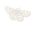 butterfly فراشة