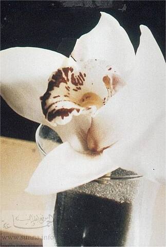 Name of Allah on a flower