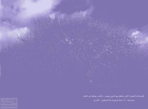 قيل هذه الشجرة التي استظل بها النبيّ