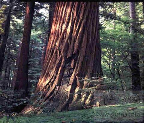 huge redwood