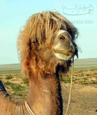 New hair style تسريحة جديدة لجملك