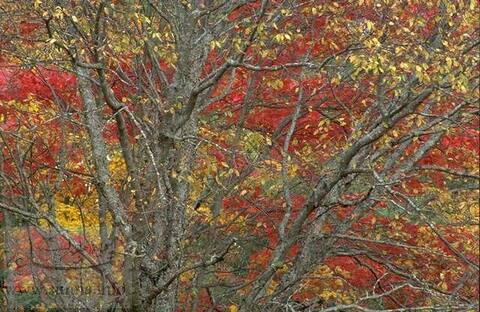 حزن الخريف