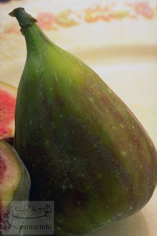 Fig تين