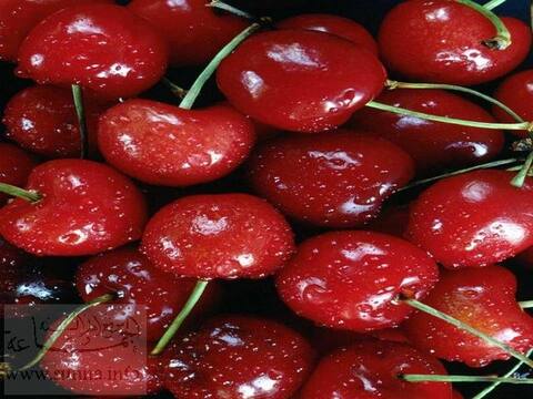 cherry كرز شهي