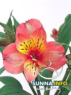 Alstroemeria ستروميريا
