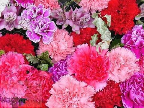 كم وردة وزهرة هنا ؟
