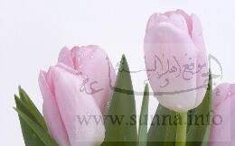 توليب وردي
