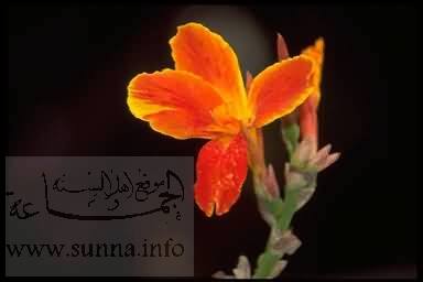 زهرة برتقالية اللون