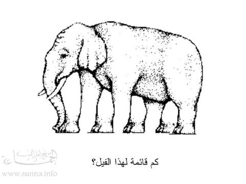 قوائم فيل
