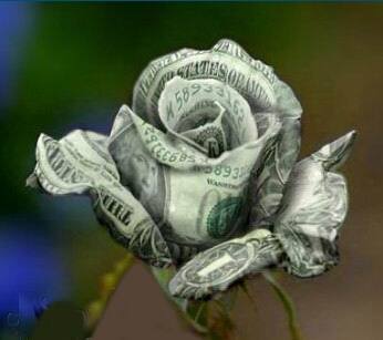 A Dollar rose وردة بدولار ام دولار بوردة